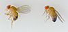 Drosophila-Fliegen